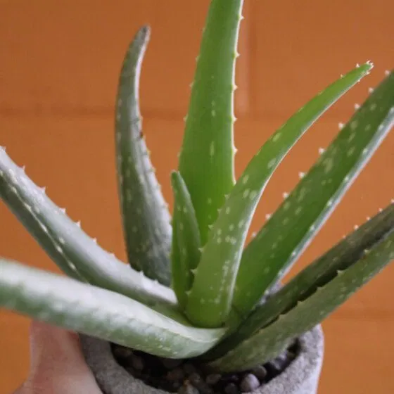 IMG_0218-2-scaled-e1609011616362